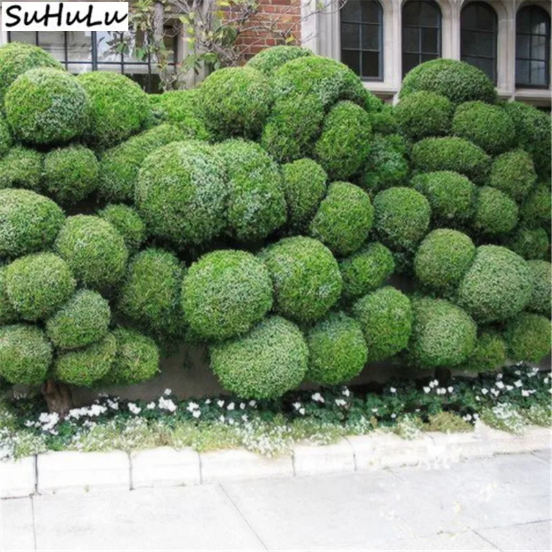 Christmas Tree Dwarf Pine Bonsai Perennial Novelty Flower Potted Plant Living Room Decoration Flowers 50 Pcs Natural Growth
Christmas Tree Dwarf Pine Bonsai Perennial Novelty Flower Potted Plant Living Room Decoration Flowers 50 Pcs Natural Growth