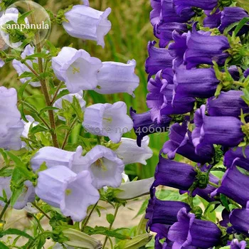 Rare Light Dark Purple Campanula Bellflower Flowers, 50 Seeds, Canterbury Bell Bluebell light up your garden E3643