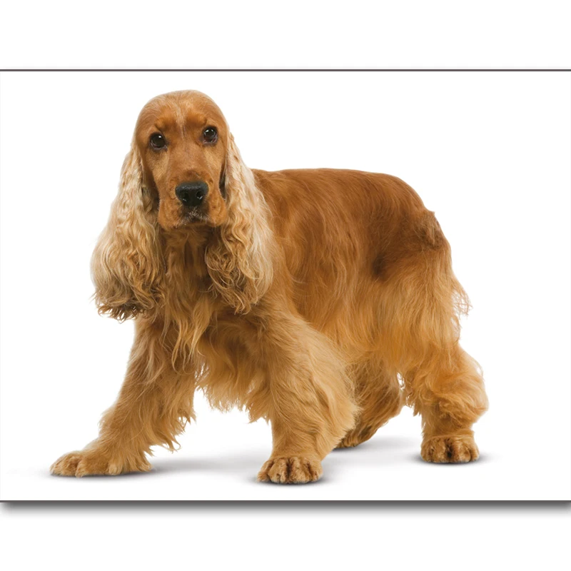 5D, DIY, Full, Diamond Painting, New, Cross Stitch, Dog Icon, Diamond Embroidered Poodle, English Cocker Spaniel
5D, DIY, Full, Diamond Painting, New, Cross Stitch, Dog Icon, Diamond Embroidered Poodle, English Cocker Spaniel