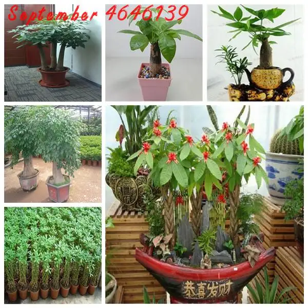 New Arrival!1 Pieces Pachira Macrocarpa Bonsai Hawaiian Make Money Tree Plant Pot Indoor Flowers pachira Potted Plants
New Arrival!1 Pieces Pachira Macrocarpa Bonsai Hawaiian Make Money Tree Plant Pot Indoor Flowers pachira Potted Plants