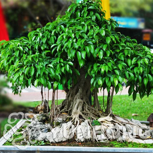 5 pcs Peepal Ficus Religiosa Bonsai Family Moraceae Perennial Sacred Fig Bonsai Semi-evergreen Bodhi Tree Widely Cultivated
5 pcs Peepal Ficus Religiosa Bonsai Family Moraceae Perennial Sacred Fig Bonsai Semi-evergreen Bodhi Tree Widely Cultivated
