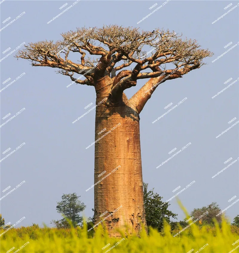 Baobab_