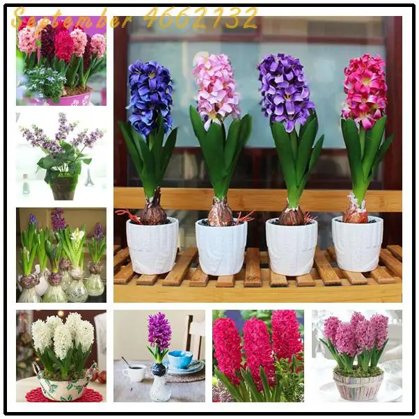 2019selling100 Pcs Hyacinth Bonsai, Perennial Hyacinth Rare Plant, Indoor Plant Balcony Flower Bonsai Potted For Home Garden
2019selling100 Pcs Hyacinth Bonsai, Perennial Hyacinth Rare Plant, Indoor Plant Balcony Flower Bonsai Potted For Home Garden