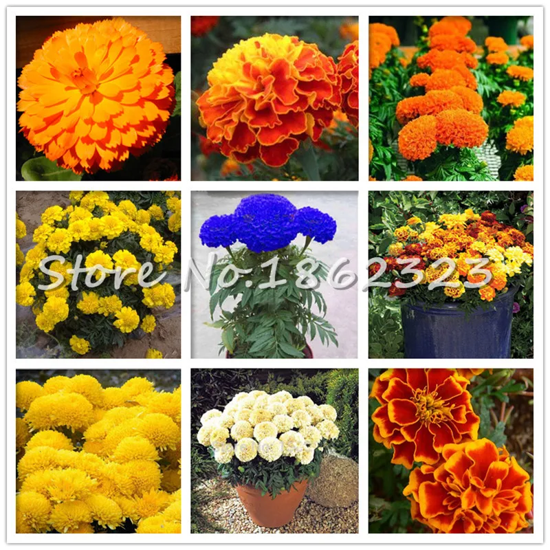 200 pcs Marigold bonsai Rare Indoor Bonsai Plant chrysanthemum Flower Plants four Season Courtyard Garden chrysanthemum plantas
200 pcs Marigold bonsai Rare Indoor Bonsai Plant chrysanthemum Flower Plants four Season Courtyard Garden chrysanthemum plantas