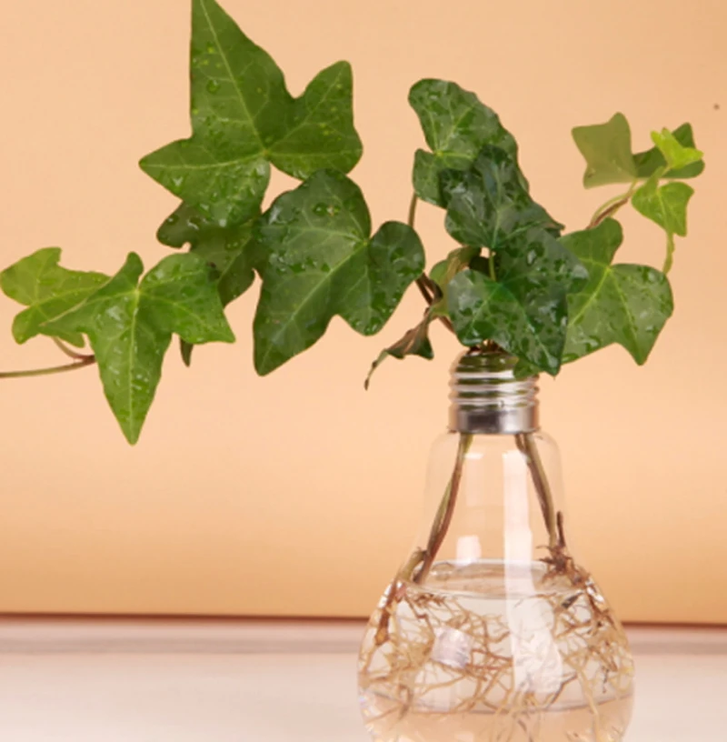 Transparent Tabletop Glass Vase Bulb Shape Hydroponic Container Terrarium Plant Flower Pot Vase Home Office Decor
Transparent Tabletop Glass Vase Bulb Shape Hydroponic Container Terrarium Plant Flower Pot Vase Home Office Decor