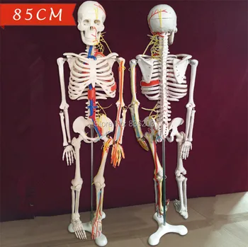 Human skeleton anatomical model Nerves Blood Vessels 34" 85cm Spinal Nerves brain vein viewer in trauma anatomia Exploded skull
Human skeleton anatomical model Nerves Blood Vessels 34" 85cm Spinal Nerves brain vein viewer in trauma anatomia Exploded skull
