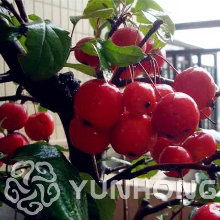 Free Shipping 10pcs Synsepalum Dulcificum Bonsai Ornamental Plants The Budding Rate 90% Tropical Organic Fruit Free Shipping
Free Shipping 10pcs Synsepalum Dulcificum Bonsai Ornamental Plants The Budding Rate 90% Tropical Organic Fruit Free Shipping