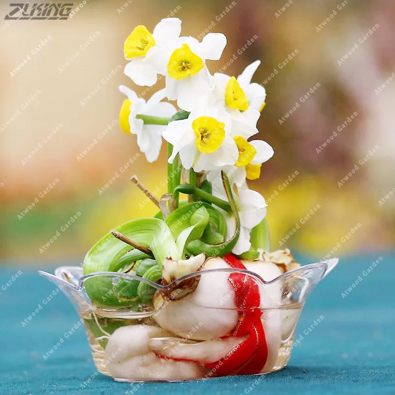 True Color Mixing Narcissus 2 Bulbs,Daffodil Bulbs Bonsai Aquatic Plants Double Petals Absorption Radiation Potted Plant
True Color Mixing Narcissus 2 Bulbs,Daffodil Bulbs Bonsai Aquatic Plants Double Petals Absorption Radiation Potted Plant