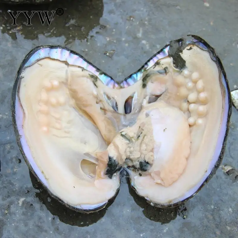 Wholesale 10pcs shwater Vacuum pack Oyster Wish Pearls Mussel Shell with Different Color Pearl Inside Pearl Mysterious Surprise
Wholesale 10pcs shwater Vacuum pack Oyster Wish Pearls Mussel Shell with Different Color Pearl Inside Pearl Mysterious Surprise