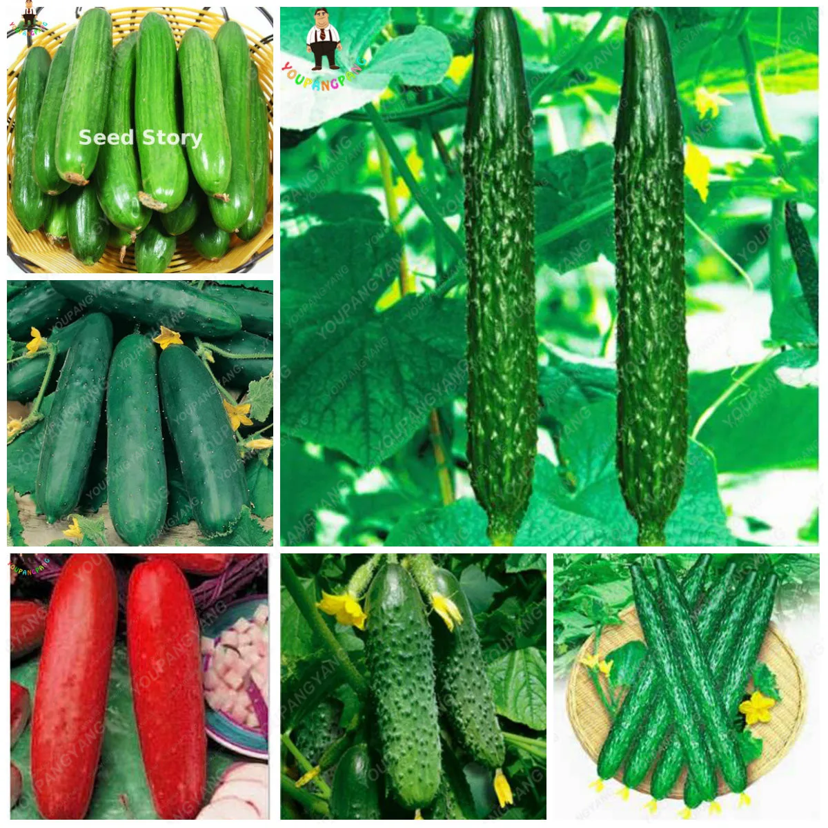 100 Pcs Green Cucumber Bonsai Extremely Early Japanese Variety For Growing Plants Vegetables winter Garden decoration
100 Pcs Green Cucumber Bonsai Extremely Early Japanese Variety For Growing Plants Vegetables winter Garden decoration