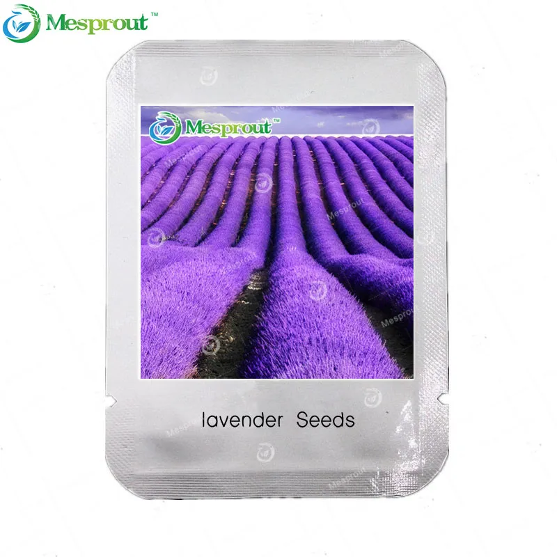 Hyacinth seeds Hyacinthus Orientalis Indoor green plants, flower plants