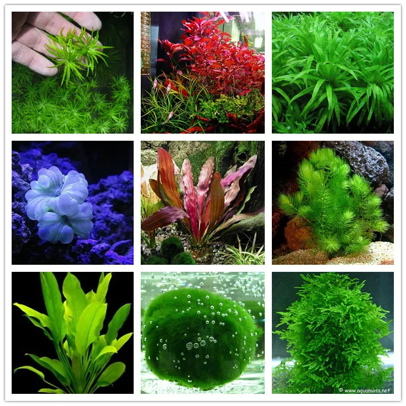 100pcs/Plant Grass Aquarium Fish Tank Plants Prospects Grass Grass Landscaping Plant Decoration
100pcs/Plant Grass Aquarium Fish Tank Plants Prospects Grass Grass Landscaping Plant Decoration