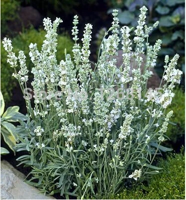 200pcs white Lavender Ellagance Ice (Lavandula Angustifolia) flower bonsai - home garden free shipping
200pcs white Lavender Ellagance Ice (Lavandula Angustifolia) flower bonsai - home garden free shipping