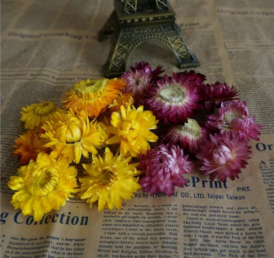 50pcs Preserved Yellow/Purple Daisy Flowers For Craft Gift Material Accessory Decoration
50pcs Preserved Yellow/Purple Daisy Flowers For Craft Gift Material Accessory Decoration