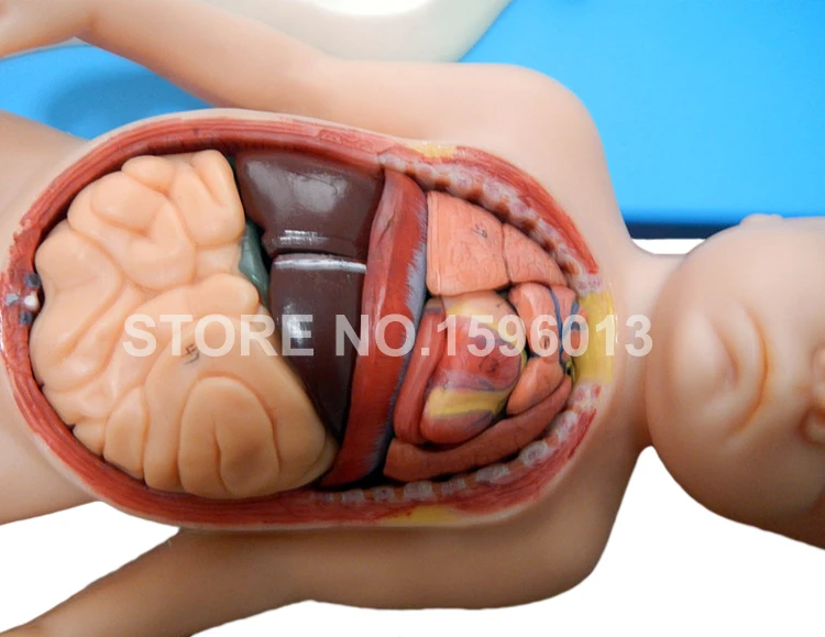 A42008 Fetus with organs and Placenta (4)