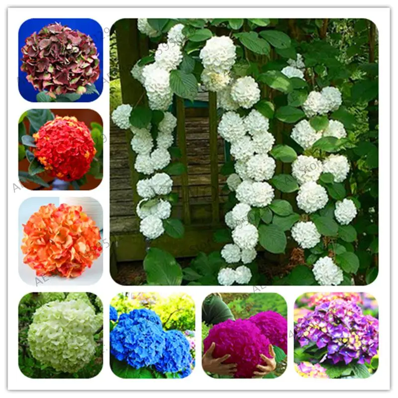 20pcs Rare Yellow Hydrangea Plants Mixed Hydrangea Flowers Home Bonsai Viburnum Flower For Home Garden
20pcs Rare Yellow Hydrangea Plants Mixed Hydrangea Flowers Home Bonsai Viburnum Flower For Home Garden