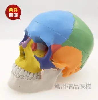 Skull model teaching simulation colorful skull model functional partition color skull
Skull model teaching simulation colorful skull model functional partition color skull
