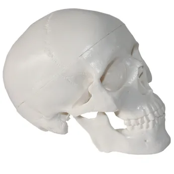 10*7*8cm Mini Skull Human Anatomical Anatomy Head Medical Model Convenient Painting Model Studying Anatomy Teaching Supplies
10*7*8cm Mini Skull Human Anatomical Anatomy Head Medical Model Convenient Painting Model Studying Anatomy Teaching Supplies