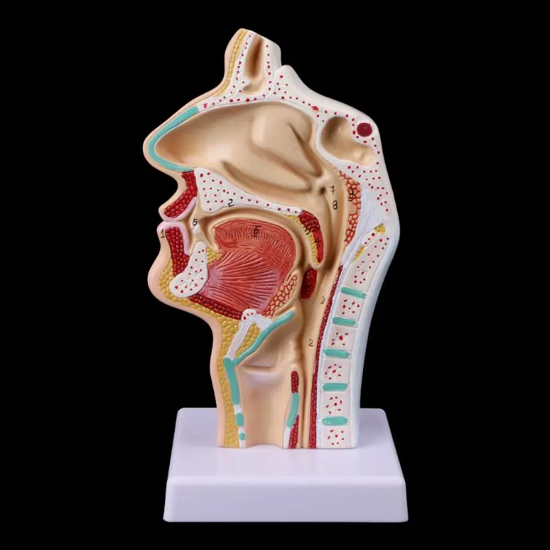 Medical Science Accessories Human Anatomical Nasal Cavity Throat Anatomy Medical Model Teaching Tool dropshipping
Medical Science Accessories Human Anatomical Nasal Cavity Throat Anatomy Medical Model Teaching Tool dropshipping