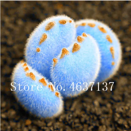 So Rare 100 Pcs Rare Succulent Planter Bonsai Mix Lithops Bonsai Pseudotruncatella Living Stone Desk Garden Succulent-Plants Pot
So Rare 100 Pcs Rare Succulent Planter Bonsai Mix Lithops Bonsai Pseudotruncatella Living Stone Desk Garden Succulent-Plants Pot