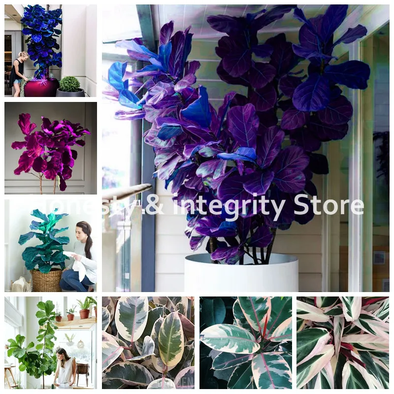 Bonsai 50pcs Chinese Ficus Bonsai Plants Banyan Flowers Potted Ficus Microcarpa Tree Green Bonsai Diy Home Garden Easy Grow
Bonsai 50pcs Chinese Ficus Bonsai Plants Banyan Flowers Potted Ficus Microcarpa Tree Green Bonsai Diy Home Garden Easy Grow