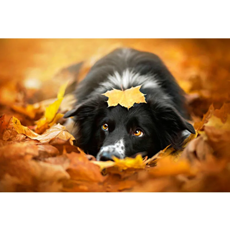 Maple Leaves and Dog.40x50cm,Painting By Numbers,DIY,wall Art,Living Room Decoration,Scenery,Figure,Animal,Flower,Cartoon
Maple Leaves and Dog.40x50cm,Painting By Numbers,DIY,wall Art,Living Room Decoration,Scenery,Figure,Animal,Flower,Cartoon