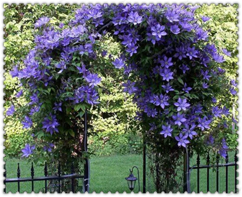 200 pcs Rare climbing plants Jasmine bonsai amazing smell & beautiful flowers Perennial plant decorated home garden
200 pcs Rare climbing plants Jasmine bonsai amazing smell & beautiful flowers Perennial plant decorated home garden