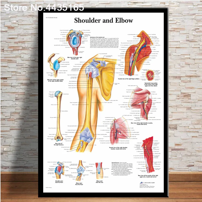 Spinal Column Chart