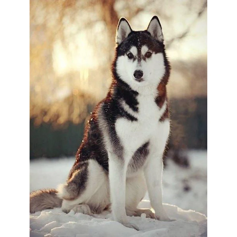 Diamond Embroidery Husky Dog Picture of Rhinestones,Diamond Painting Cross Stitch Full Square Diamond Mosaic Home Decor
Diamond Embroidery Husky Dog Picture of Rhinestones,Diamond Painting Cross Stitch Full Square Diamond Mosaic Home Decor