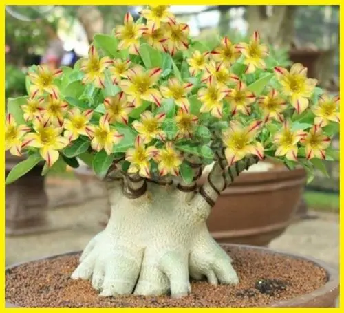 100% Real Color * Fresh Adenium Obesum semillas - Bonsai Desert Rose Flower Plant semillas sementes ( No. QA041 )
100% Real Color * Fresh Adenium Obesum semillas - Bonsai Desert Rose Flower Plant semillas sementes ( No. QA041 )