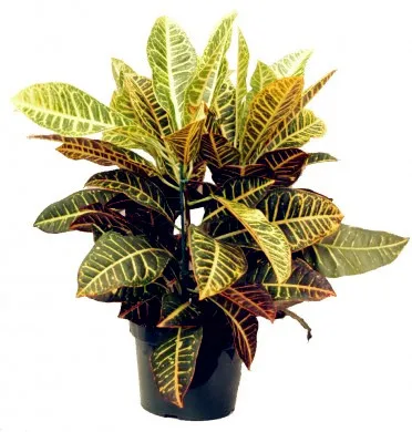 100PCS Codiaeum Variegatum Bonsai Ornamental Plants The Budding Rate 90% Indoor Outdoor Available DIY Home Gardening!
100PCS Codiaeum Variegatum Bonsai Ornamental Plants The Budding Rate 90% Indoor Outdoor Available DIY Home Gardening!
