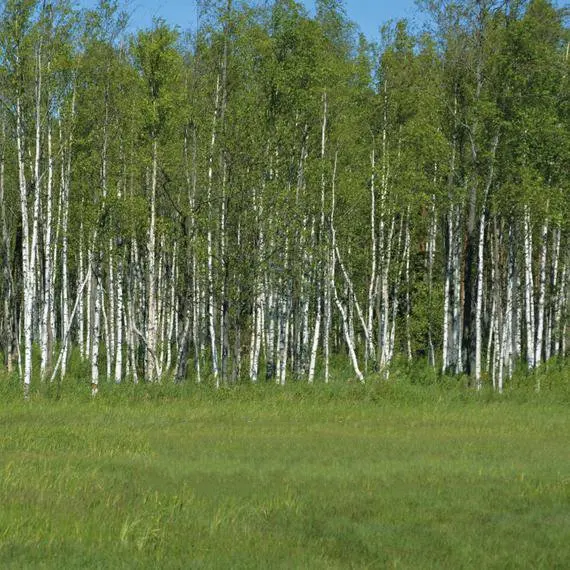 Birches Birch Forest Nature Trees Summer Outdoor photo backdrop High quality Computer print wall background
Birches Birch Forest Nature Trees Summer Outdoor photo backdrop High quality Computer print wall background