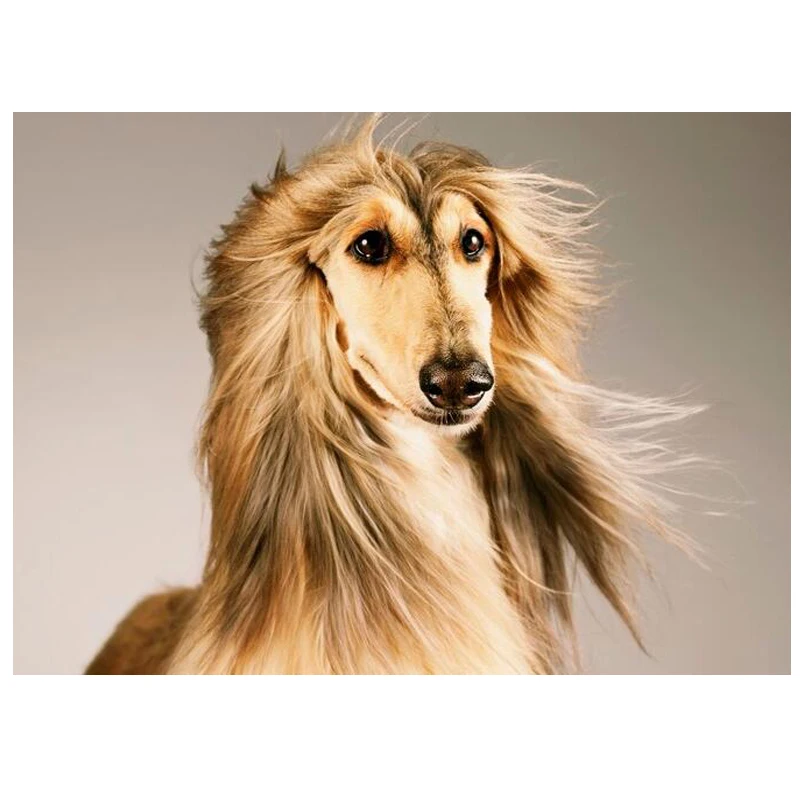 5D diy Diamond Embroidery Afghan dog diamond painting animal cute pet mosaic full round square drill Bedroom room decor
5D diy Diamond Embroidery Afghan dog diamond painting animal cute pet mosaic full round square drill Bedroom room decor