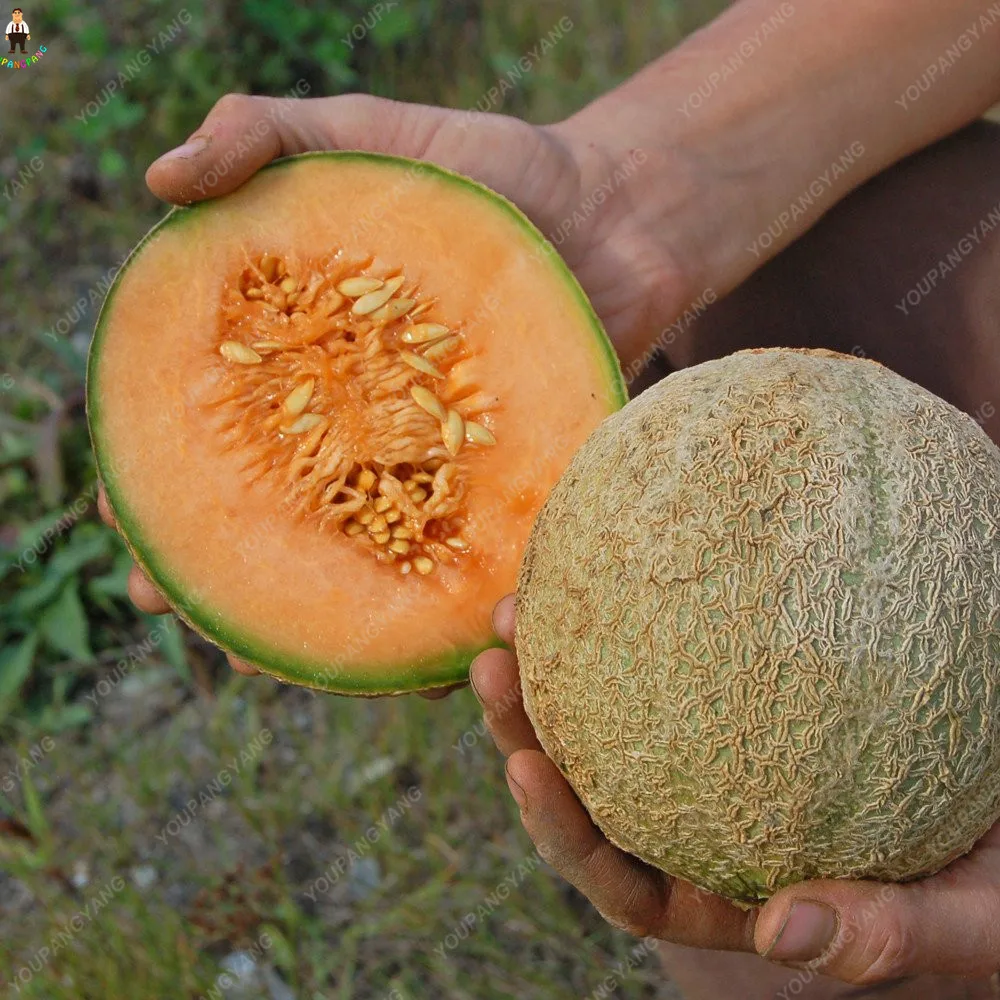 New Arrival 20pcs Cantaloupe Melon plantas bonsais Hami melon planting fruit bonsai plants for winter garden decoration
New Arrival 20pcs Cantaloupe Melon plantas bonsais Hami melon planting fruit bonsai plants for winter garden decoration