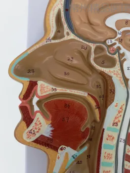 sagital section of human head human brain middle cut model medical head sagittal head anatomy model
sagital section of human head human brain middle cut model medical head sagittal head anatomy model