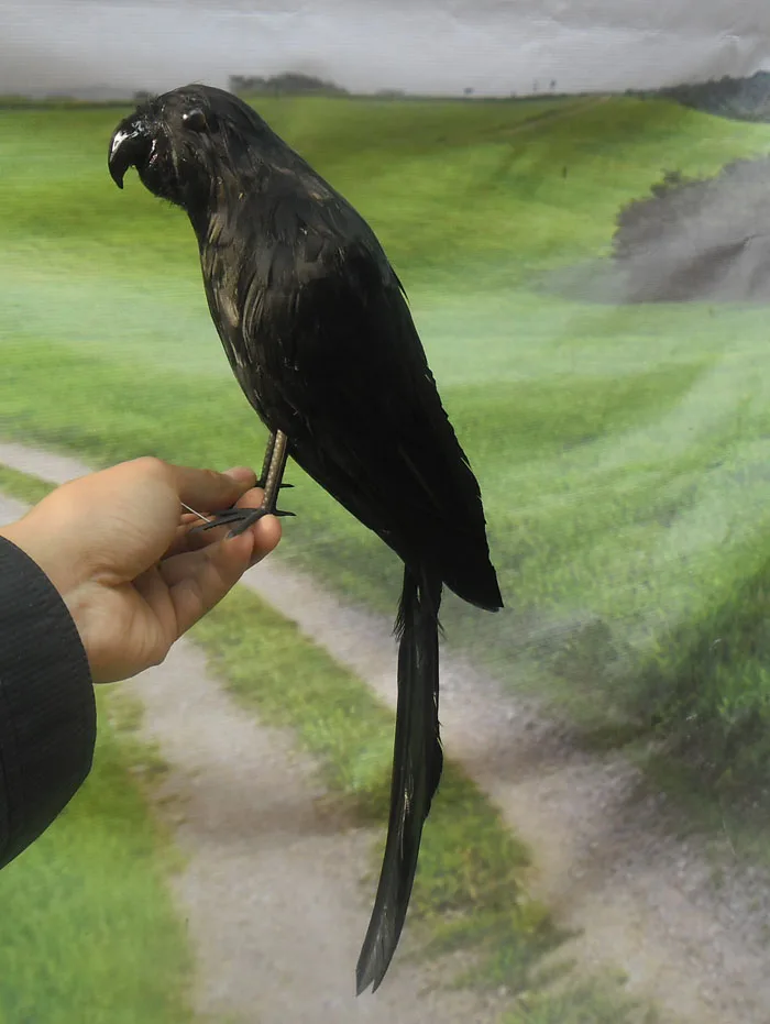 about 40cm black feathers parrot bird ,Handmade model prop,home decoration toy gift w3955
about 40cm black feathers parrot bird ,Handmade model prop,home decoration toy gift w3955