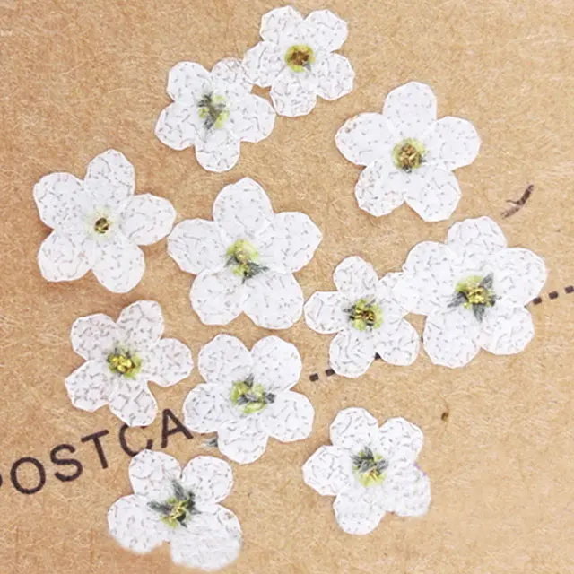 White Color Do Not Forget Me Flower Small Dried Flowers For DIY Bookmark Press Painting free shipment 200pcs
White Color Do Not Forget Me Flower Small Dried Flowers For DIY Bookmark Press Painting free shipment 200pcs