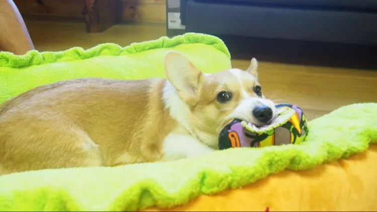 Hot Dog Bed for Pets Hot Dog Bed for Pets