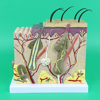 Human Skin Anatomy Skin Magnification 50 Times Model Skin Structure Hair Follicles Hair Mannequin
Human Skin Anatomy Skin Magnification 50 Times Model Skin Structure Hair Follicles Hair Mannequin