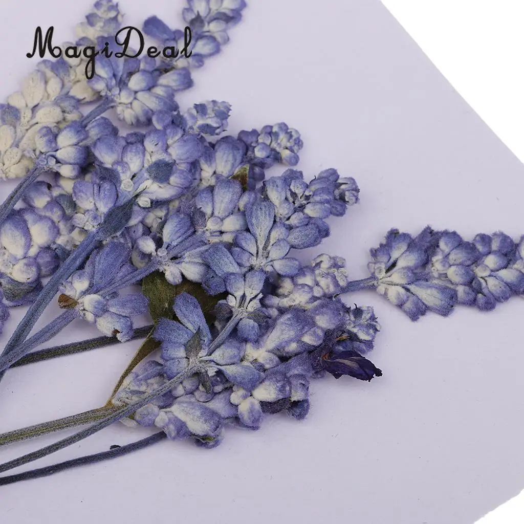 10pcs Beautiful Pressed Sage Flower Dried Flowers for Art Craft Scrapbooking Epoxy Resin Jewelry Making DIY Decorations