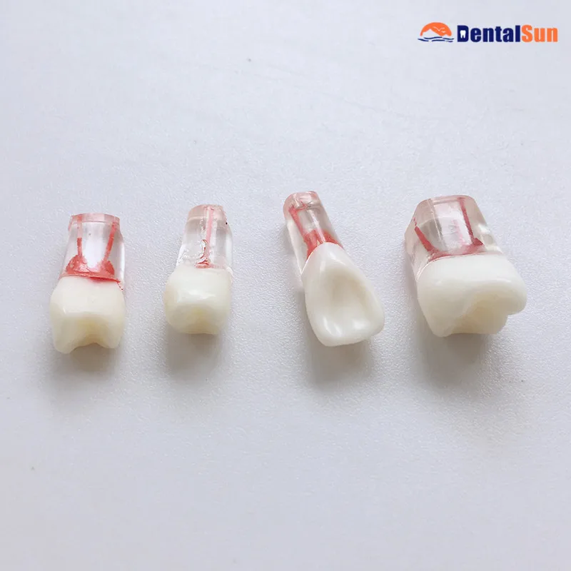 Dental Root Canal Training Model M8006/Root Canal Endo Studying Block/Dental Tenching Tooth Model
Dental Root Canal Training Model M8006/Root Canal Endo Studying Block/Dental Tenching Tooth Model