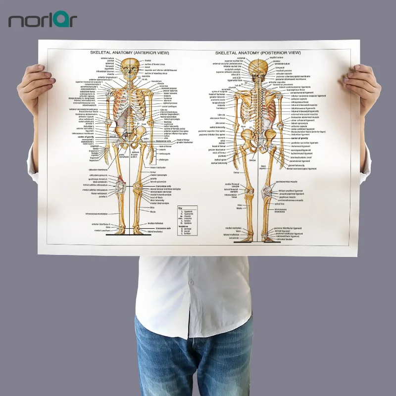 Canvas Painting Wall Art Picture Human Skeletal Anatomy Bones Of The Body Poster Print Body Map Pictures for Medical Education
Canvas Painting Wall Art Picture Human Skeletal Anatomy Bones Of The Body Poster Print Body Map Pictures for Medical Education