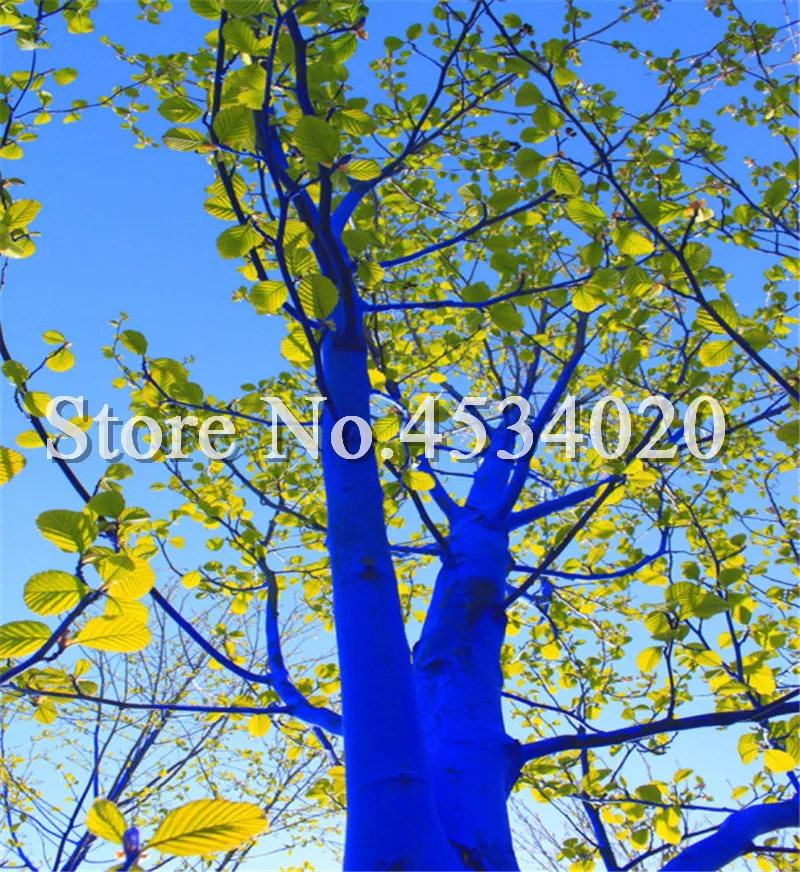 Big Sale Blue Eucalyptus Tree, 100 Pcs 100% Genuine Ornamental Tree Exotic Bonsai Natural Growth Home Garden Ornaments Plant
Big Sale Blue Eucalyptus Tree, 100 Pcs 100% Genuine Ornamental Tree Exotic Bonsai Natural Growth Home Garden Ornaments Plant
