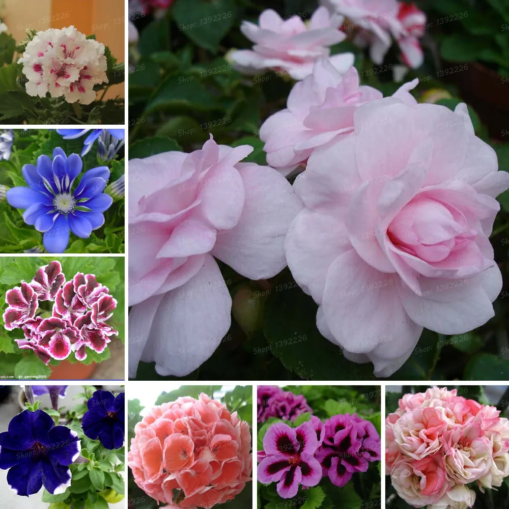 100 Pcs/bag Red Geranium Bonsai Plant Rare Bonsai Flower Perennial Plant Pelargonium Peltatum Indoor Rooms For Home Garden
100 Pcs/bag Red Geranium Bonsai Plant Rare Bonsai Flower Perennial Plant Pelargonium Peltatum Indoor Rooms For Home Garden