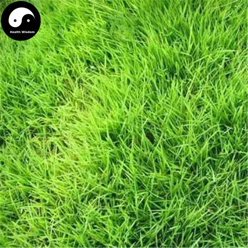 Image Buy Evergreen Lawn Grass Seeds 500pcs Plant Soft Garden Lawn Zoysia Tenuifolia Grow Family Herb Green Grass Jie Lv Cao