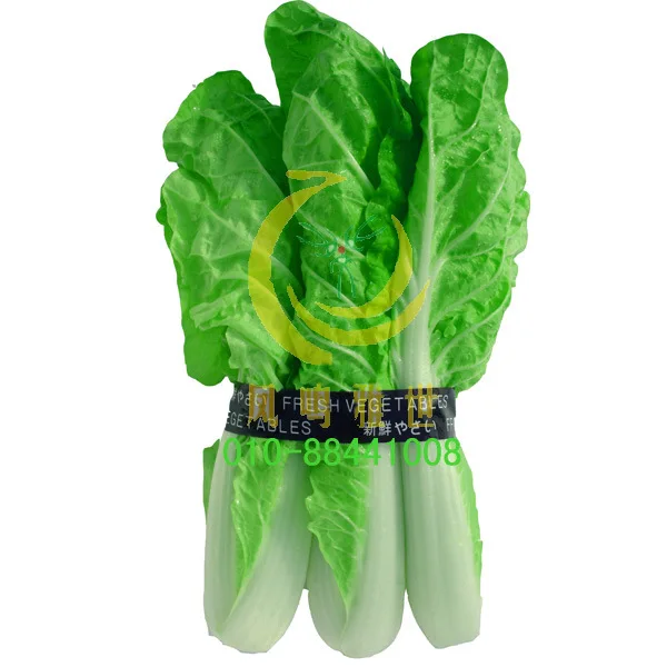 National Vegetable Center Jingyan fast bonsai - organic vegetable bonsais wholesale 100pcs
National Vegetable Center Jingyan fast bonsai - organic vegetable bonsais wholesale 100pcs