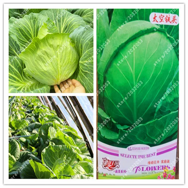 bonsai True Cauliflower broccoli Green Plume Spore CabbageVegetable for home garden
bonsai True Cauliflower broccoli Green Plume Spore CabbageVegetable for home garden