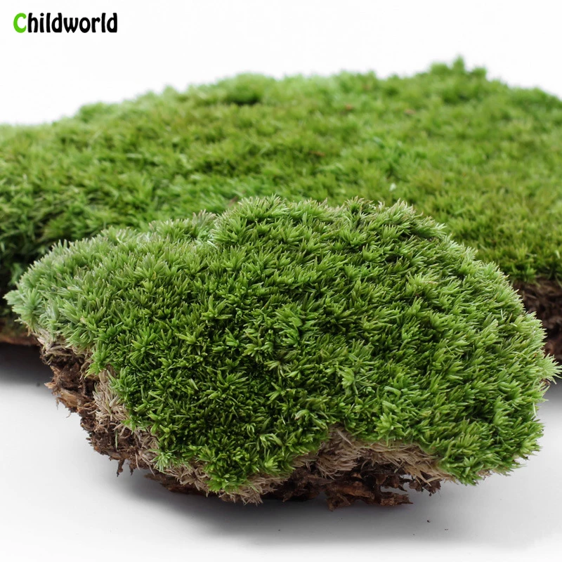 Micro Landscape Plant Moss Fresh Moss Natural Growth Mini Ecological Bottle Accessories Material
Micro Landscape Plant Moss Fresh Moss Natural Growth Mini Ecological Bottle Accessories Material