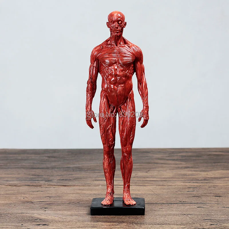 30cm Human anatomy Male female Flesh Anatomy comparative resin skull brain muscle skeleton teaching supplies for painting gift
30cm Human anatomy Male female Flesh Anatomy comparative resin skull brain muscle skeleton teaching supplies for painting gift