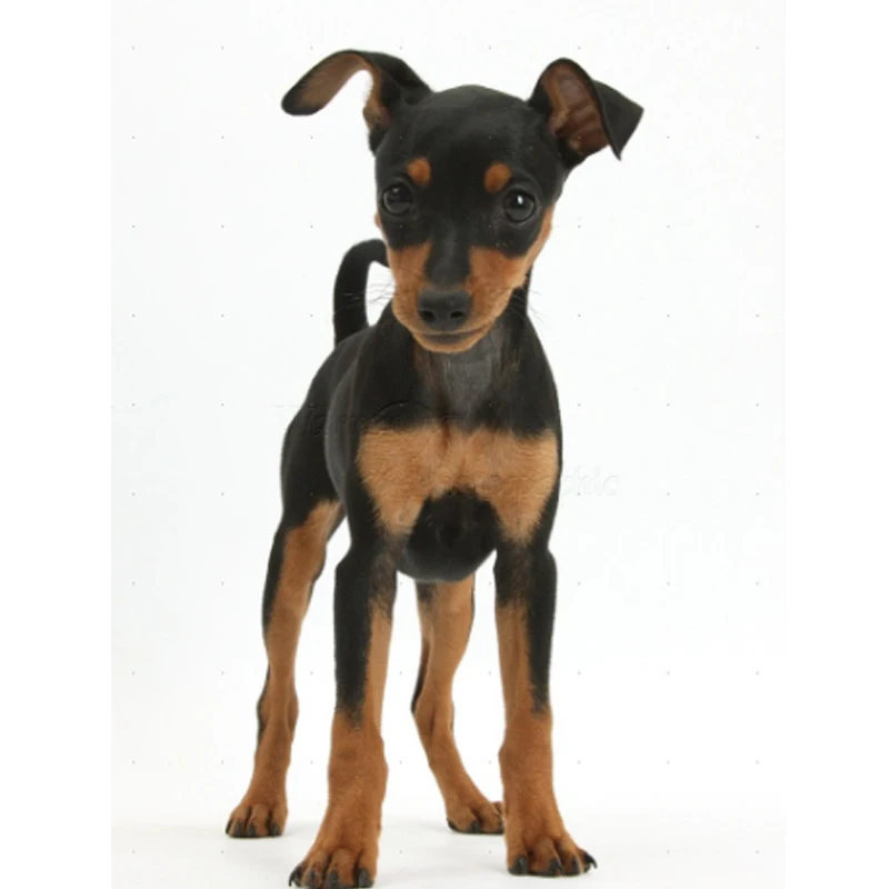 Diamond painting dog full square animal miniature pinscher dog daimond painting 3D Embroidery Cross Stitch Kits diamond mosaic
Diamond painting dog full square animal miniature pinscher dog daimond painting 3D Embroidery Cross Stitch Kits diamond mosaic